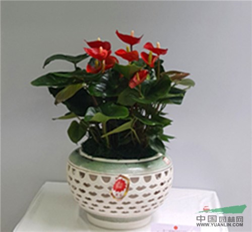 福建“花王”評選結(jié)果揭曉